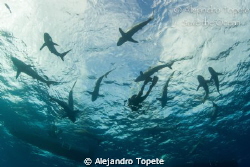 Sharks and Photographer, Gardens of the Queen Cuba
Canon... by Alejandro Topete 